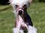 Chinese crested hårløs Penni R.I.P.