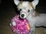 Chinese crested hårløs Penni R.I.P.