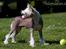 Chinese crested hårløs Penni R.I.P.