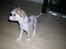 Chinese crested hårløs Penni R.I.P.