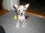 Chinese crested hårløs Penni R.I.P. - Jeg har lært at sidde, Men det er sjover at løbe rundt