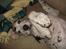 Grand danois Perle ( GD Blue Merle)