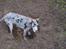 Grand danois Perle ( GD Blue Merle) - Se moar jeg graver ned til kineserne