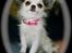 Chihuahua Soffy - Den lille prinsesse!