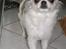 Chihuahua Soffy - ?