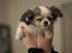 Chihuahua Soffy - Jeg blinker lige