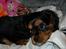 Cavalier king charles spaniel cæsar d 2