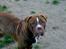 Renascence Bulldogge Charger Rip Sov godt skat. 