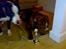 Renascence Bulldogge Charger Rip Sov godt skat. 