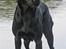 Labrador retriever Anton