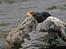 Labrador retriever Anton