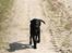Labrador retriever Anton