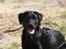 Labrador retriever Anton
