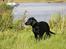 Labrador retriever Anton