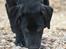 Labrador retriever Anton