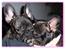Fransk bulldog ~GUCCI~