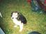 Blanding af racer Pjuske *R.I.P* - Allersidste billede... *R.I.P*