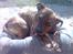 Blanding af racer Chili * Himmelhund* - Ihh... nyder solen..!