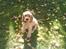 Cocker spaniel gizmo<3 - et par dage efter vi fik ham