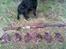 Labrador retriever Anton