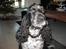 Cocker spaniel Sniffer(Ralph) Kennel barley - Jeg er fotomodel ! <3