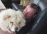 Chow chow Mille