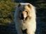 Chow chow Mille