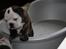 Engelsk bulldog All Inclusive - Daimi - 8 Uger