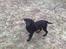 Blanding af racer Bamse *RIP*  - Nyt