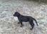 Blanding af racer Bamse *RIP*  - Nyt