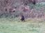 Gordon setter Wøkk´s Andi - Andi, da det begyndte at blive koldt!