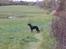 Gordon setter Wøkk´s Andi - Andi på Marken