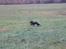 Gordon setter Wøkk´s Andi - Andi på marken