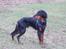 Gordon setter Wøkk´s Andi - Andi på marken