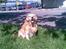Golden retriever Cæsar R.I.P min stjerne