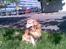 Golden retriever Cæsar R.I.P min stjerne
