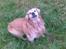 Golden retriever Cæsar R.I.P min stjerne