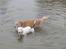 Golden retriever Cæsar R.I.P min stjerne