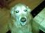 Golden retriever Cæsar R.I.P min stjerne