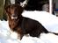 Flat coated retriever Bell Ani - Rest in peace