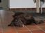 Flat coated retriever Bell Ani - Rest in peace