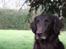 Flat coated retriever Bell Ani - Rest in peace