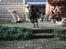 Flat coated retriever Bell Ani - Rest in peace