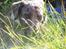 Border collie Rooney