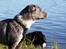 Border collie Rooney