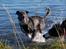 Border collie Rooney