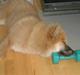 Eurasier Tenno