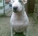Bullterrier Bertha