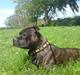 Staffordshire bull terrier Manse