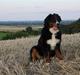 Berner sennenhund Lenesberner Holly<3